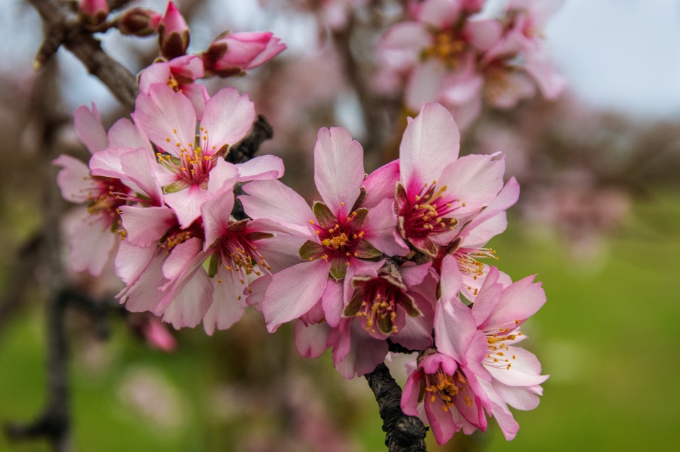 Almond blossom flower flowering plant