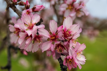 Almond blossom flower flowering plant Photo