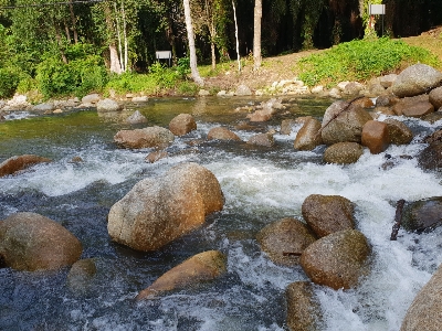 Forest water resources watercourse Photo