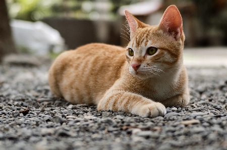 Foto Kucing mamalia bertulang belakang
 berukuran kecil hingga sedang
