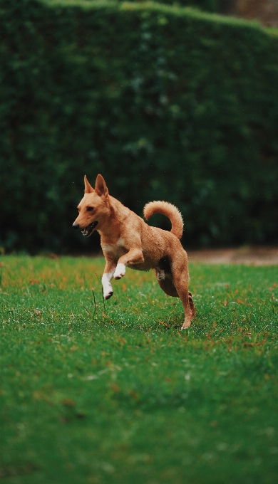 Perro mamífero vertebrado
 cánidos
