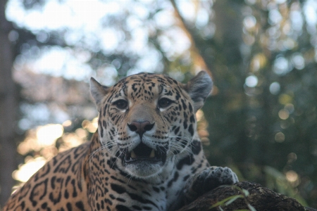 動物 猫 ヒョウ 陸上動物
 写真