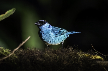 Photo Oiseau vertébré
 le bec faune