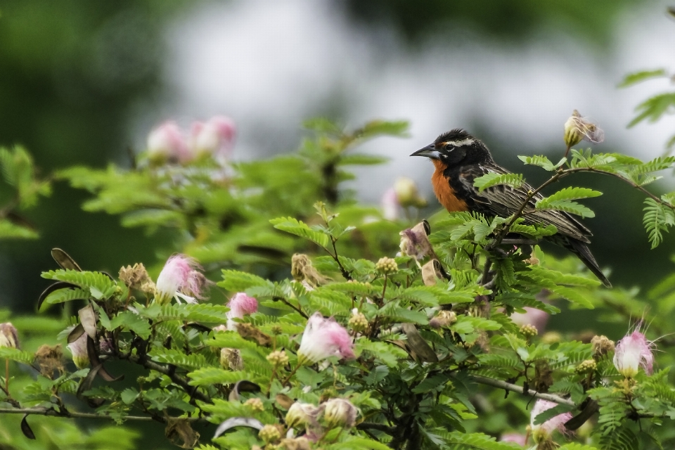 Oiseau usine le bec faune