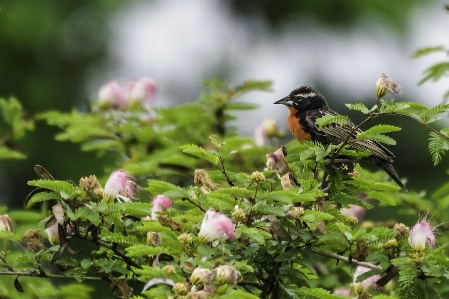 Bird plant beak wildlife Photo