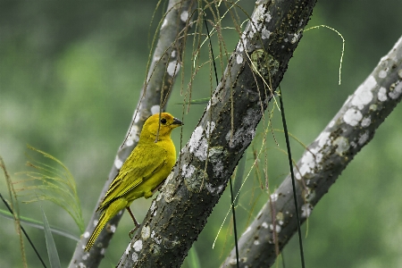 Photo Oiseau vertébré
 le bec faune