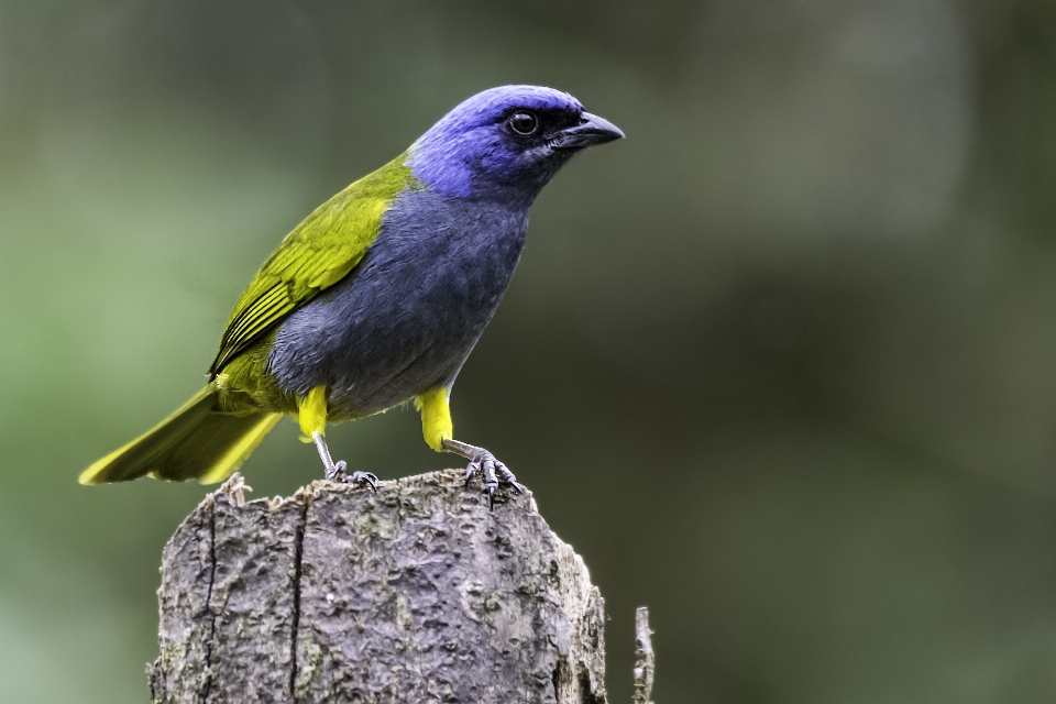 青 マントをかぶった
 キンチョウ
 鳥