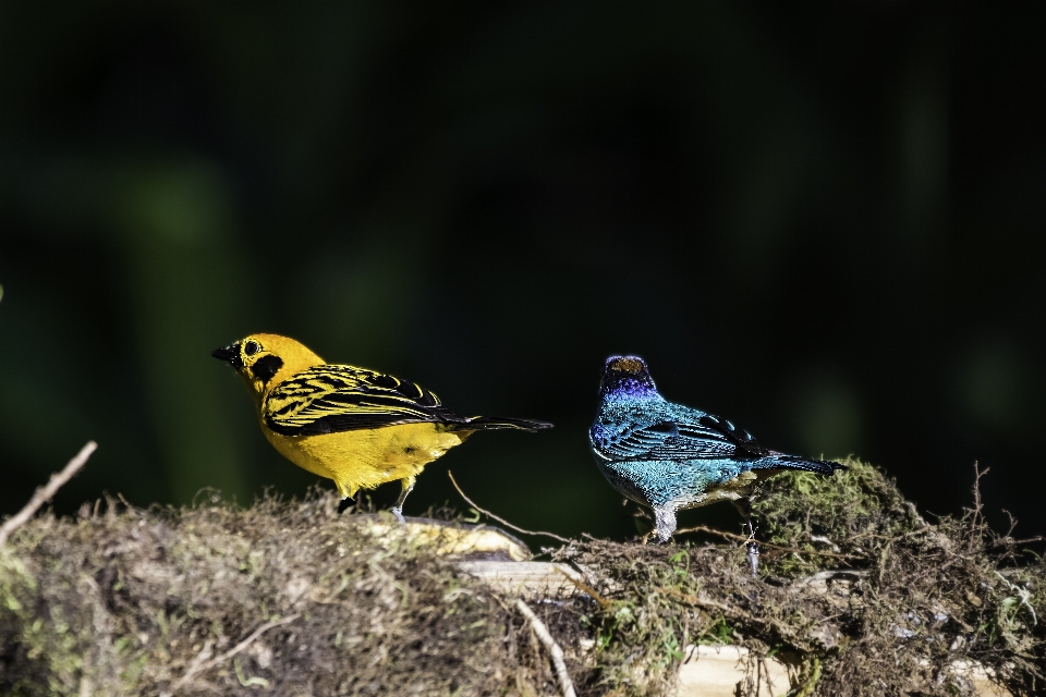 Golden tanager bird beak