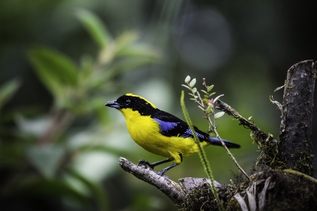 Blue winged mountain tanager Photo