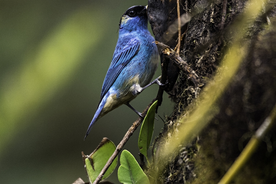 Golden tanager bird beak