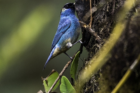 Golden tanager bird beak Photo