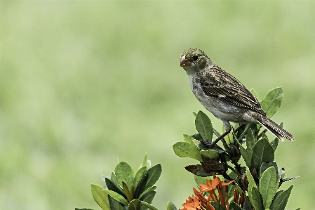 Semillero bird vertebrate beak Photo