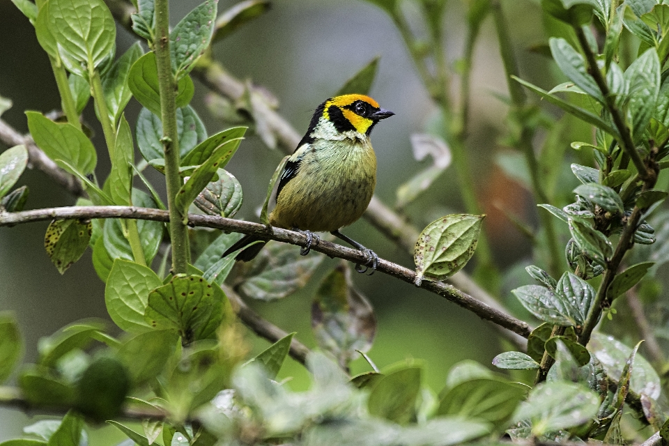 キンチョウ
 鳥 脊椎動物
 嘴