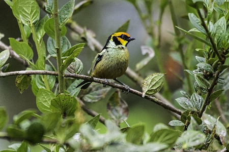 Tanager bird vertebrate beak Photo