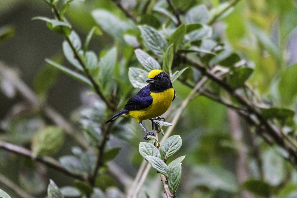 Tanager
 uccello becco pianta