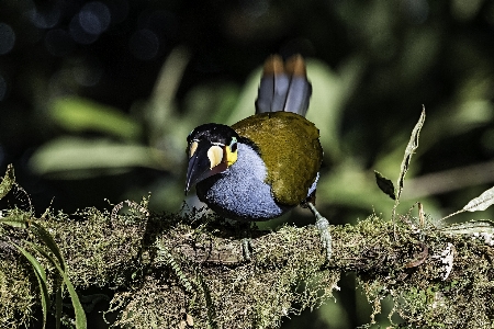 Tanager bird beak wildlife Photo