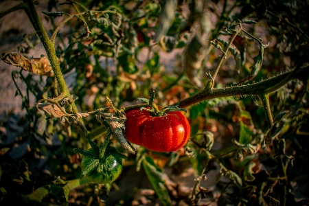 Foto Alam merah solanum
 tanaman