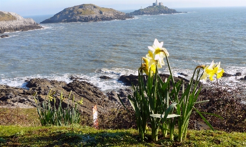 Wales daffodils flower coast Photo