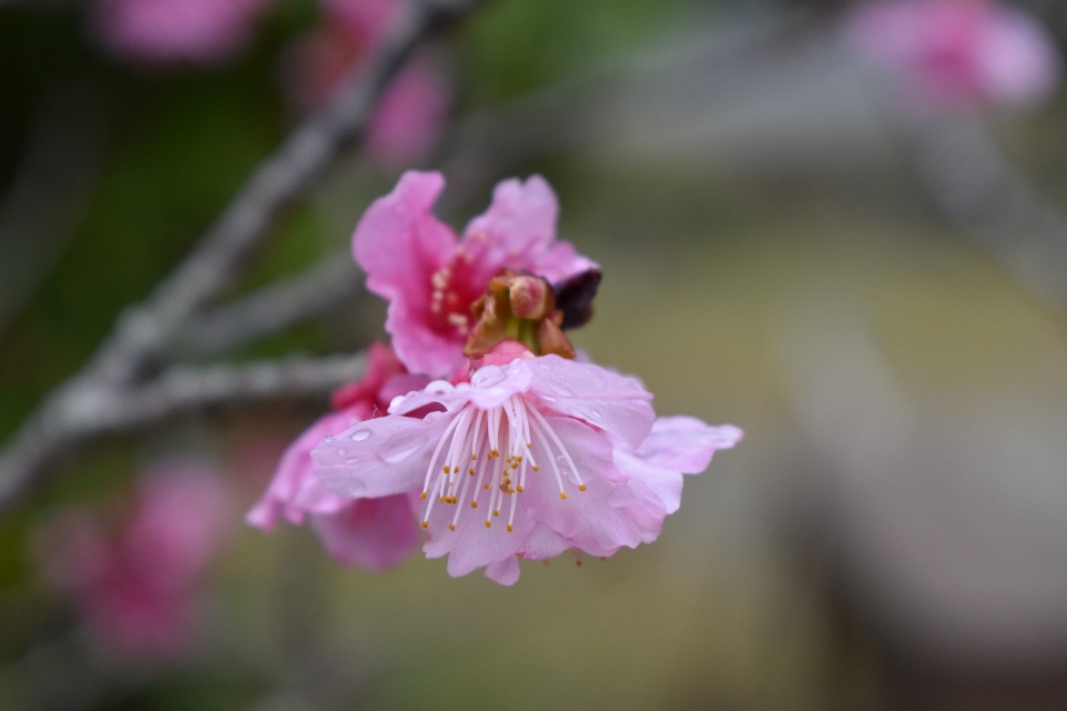 Cerise fleurir okinawa
 japon