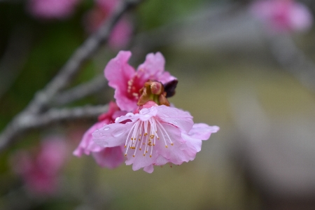 Foto Cereja florescer okinawa
 japão