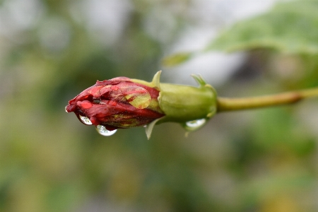 Flower okinawa japan winter Photo