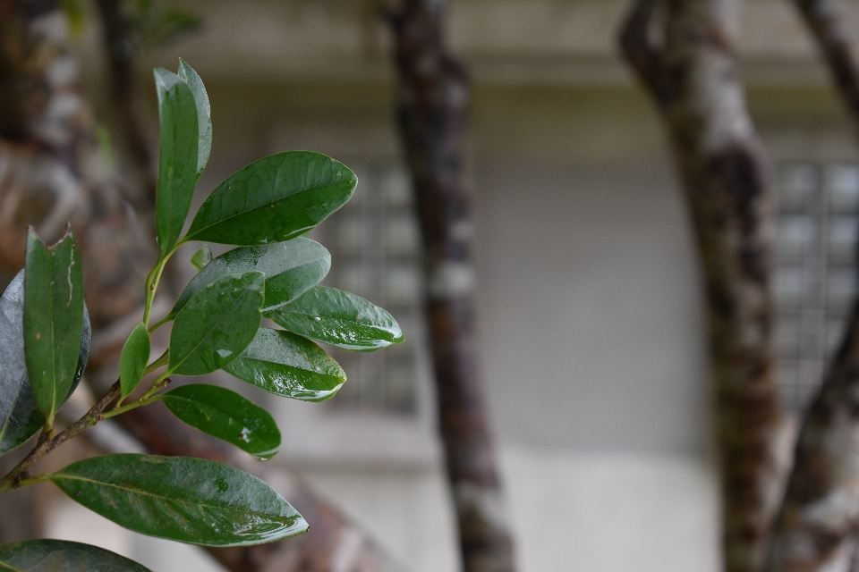 Okinawa
 giappone inverno foglia