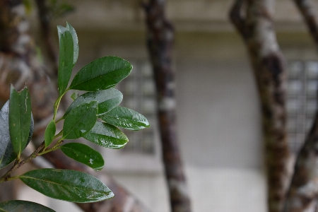 Okinawa japan winter leaf Photo