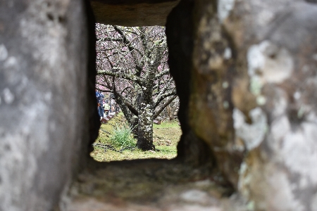 Foto Okinawa
 giappone inverno albero