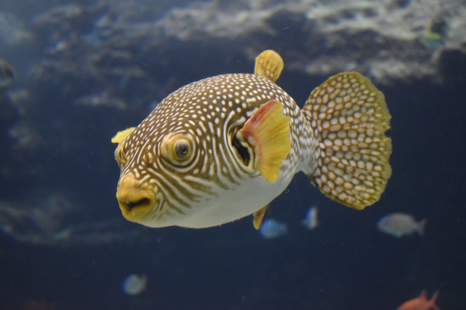 Okinawa
 japon aquarium hiver