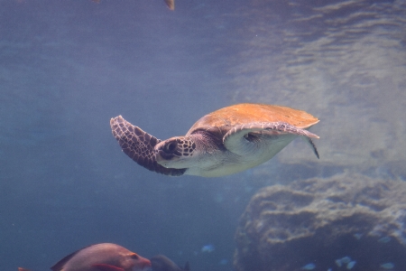 Okinawa japan aquarium nago Photo