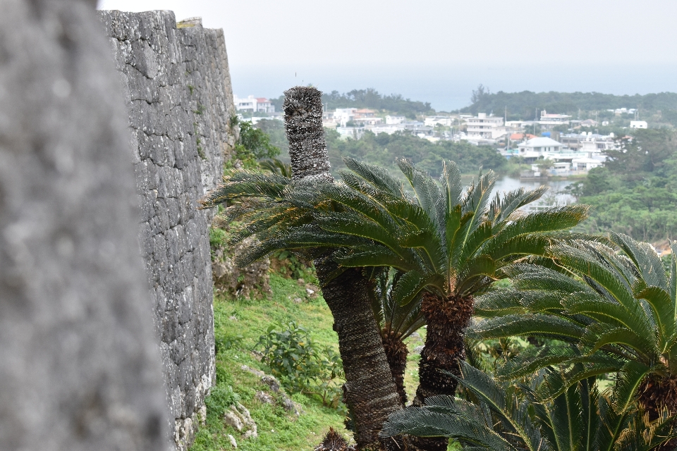 Taş duvar
 okinawa
 japonya kış