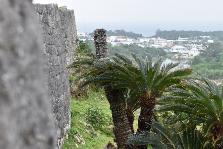 Stone wall okinawa japan winter Photo