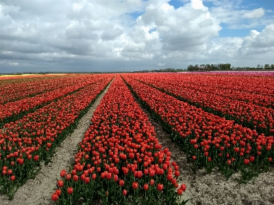 Tulips dutch flowers flower Photo