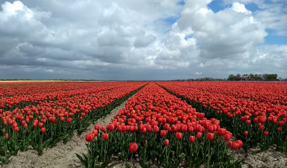 Tulipanes holandés flores flor