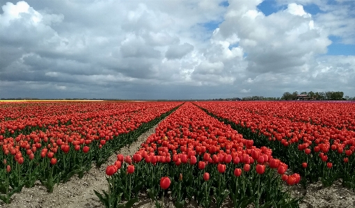 Tulips dutch flowers flower Photo