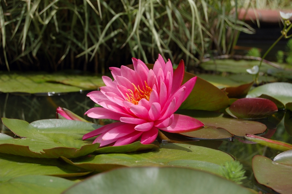 Lirio de agua
 rosa verde naturaleza