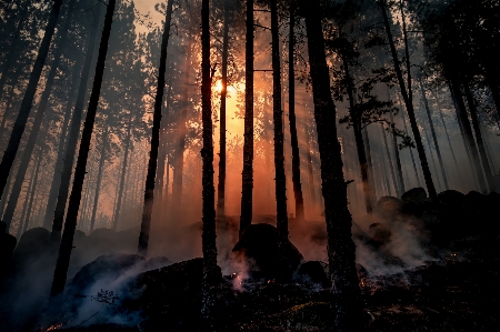 Forest fire sun nature Photo