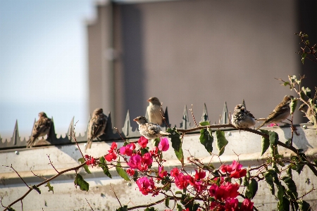 Bird nature flower freedom Photo