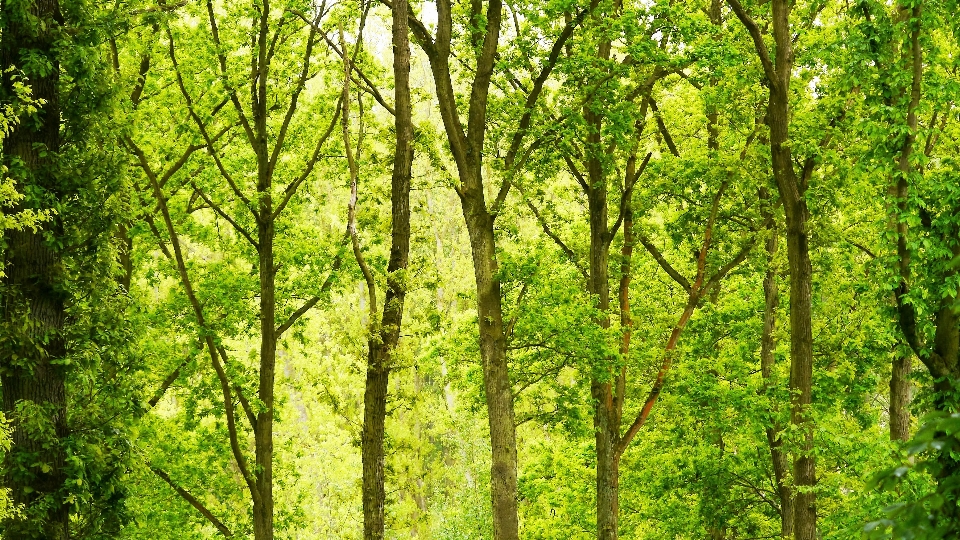 Green forest daytime trees