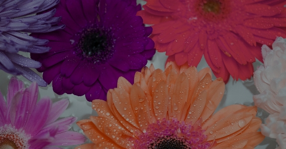 African daisy attractive background beautiful Photo