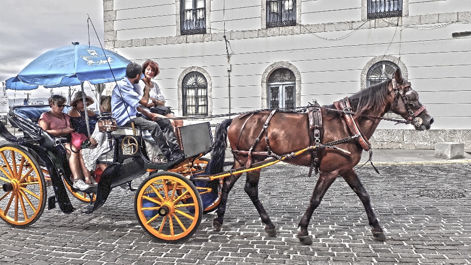 Buggy
 veicolo terrestre
 cavallo e calesse
