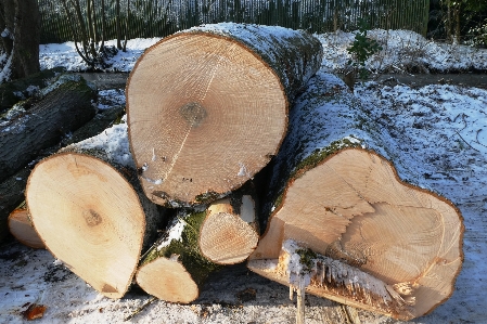 Foto Aserrado
 árboles madera silvicultura
