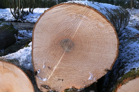 Foto Aserrado
 árboles madera silvicultura
