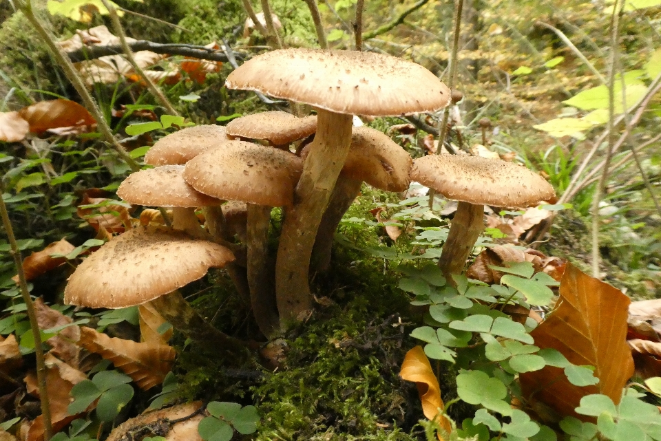 Cogumelos outono floresta natureza