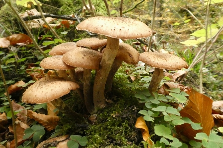 きのこ 秋 森 自然 写真