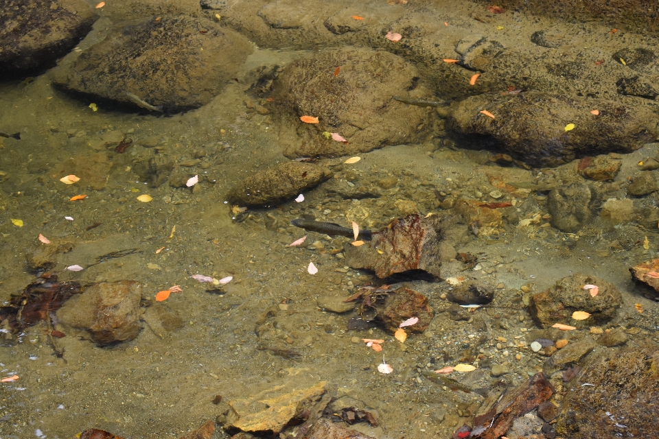 Yamagata
 giappone autunno avventura