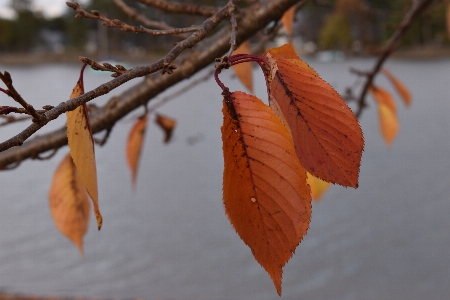 Yamagata
 japan herbst abenteuer Foto