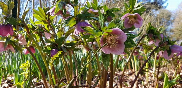 花 春 紫 緑 写真