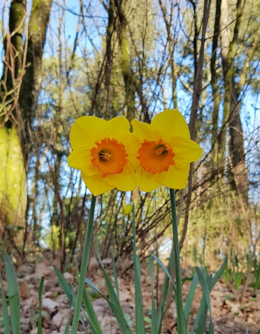 Sping yellow nature flower