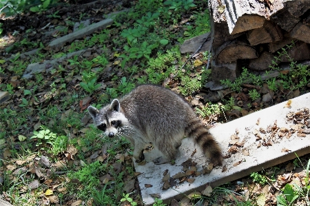 Raccoon woods forest bandit Photo